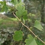 Crataegus azarolus Blüte