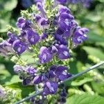 Scutellaria incana Flor