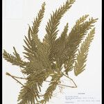 Selaginella parkeri Лист