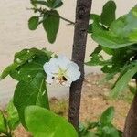 Tamilnadia uliginosa Flor