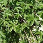 Potentilla alchimilloides Leaf