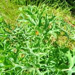 Eryngium bourgatii List