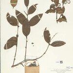 Strychnos cogens Leaf