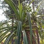 Pandanus urophyllus Yaprak