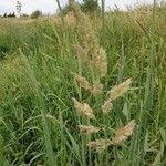 Phalaris arundinacea Fleur