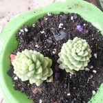 Sedum greggii Hoja