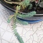 Sedum diffusum Delienn
