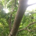 Annona reticulata Corteza
