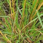 Themeda triandra ഇല