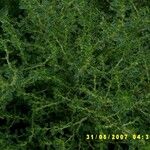 Amaranthus albus Цвят