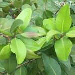 Syzygium guineense Blatt