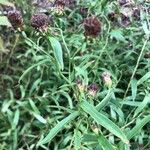 Inula salicina Fula