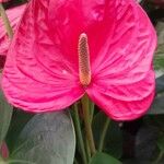 Anthurium andraeanum പുഷ്പം