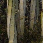 Euphorbia canariensis Écorce