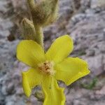 Verbascum undulatum Flower