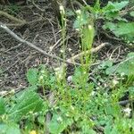 Cardamine oligosperma Foglia