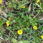 Potentilla brauneana Blomst