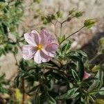 Cistus parviflorus മറ്റ്