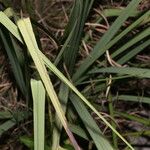 Schoenocaulon officinale Leaf