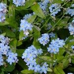 Myosotis scorpioidesLeaf