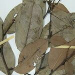 Eschweilera apiculata Прочее