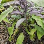 Salvia dorisiana Habit