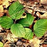 Rubus nigricans Blatt