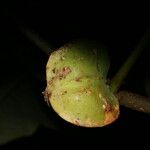 Jatropha costaricensis