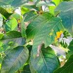 Handroanthus heptaphyllus ഇല
