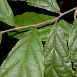 Dichapetalum axillare 葉
