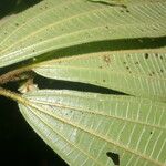 Conostegia bracteata Blatt