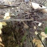 Adiantum hispidulum Rinde