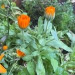 Calendula algeriensis Frunză