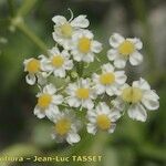 Heracleum pumilum Fula