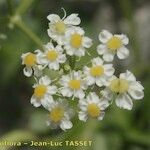 Heracleum pumilum Flor