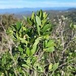 Phillyrea angustifolia Blad