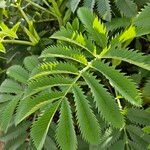 Melianthus major Hostoa