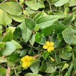 Goodenia ovata Blad