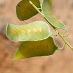 Senna alexandrina Fruit