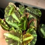 Begonia cleopatrae Lapas