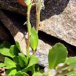 Arabis caerulea Schors