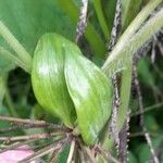 Bomarea edulis Leaf