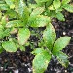 Rhododendron periclymenoides Leaf