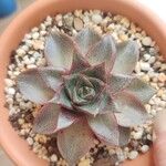 Echeveria purpusiorum Leaf