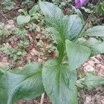 Digitalis purpurea Ліст