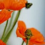 Papaver croceum Other