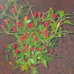 Capsicum frutescens Фрукт