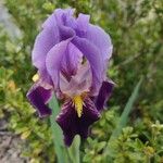 Iris lutescens Flower