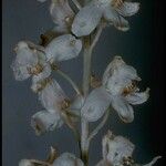 Delphinium hansenii Floare