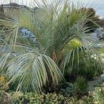 Butia capitata Leaf